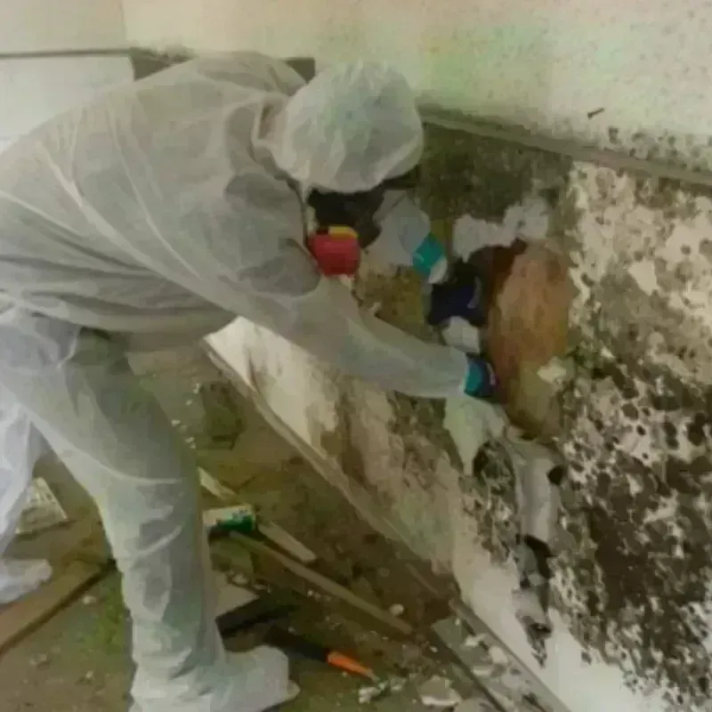 Mold Remediation and Removal in Ossipee, NH